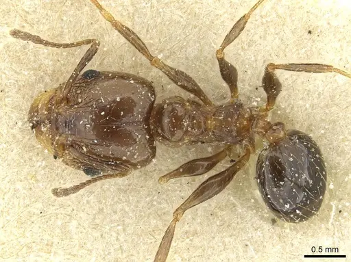 Pheidole nitidula specimen CASENT0913358 image casent0913358_1