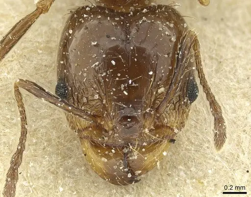 Pheidole nitidula specimen CASENT0913358 image casent0913358_2