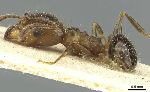 Pheidole nitidula specimen CASENT0913358 image casent0913358_3