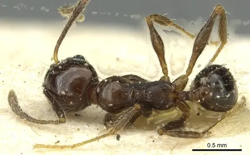 Pheidole nitidula specimen CASENT0913359 image casent0913359_1