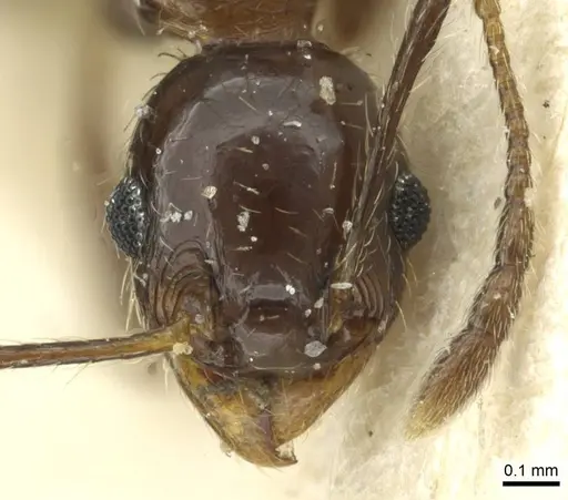 Pheidole nitidula specimen CASENT0913359 image casent0913359_2