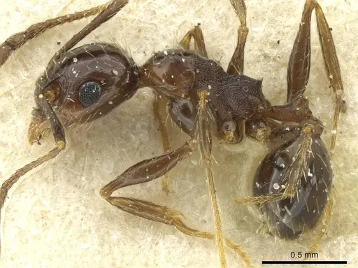 Pheidole nitidula specimen CASENT0913359 image casent0913359_3