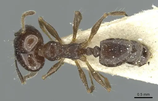 Pheidole nitidula specimen CASENT0913362 image casent0913362_1