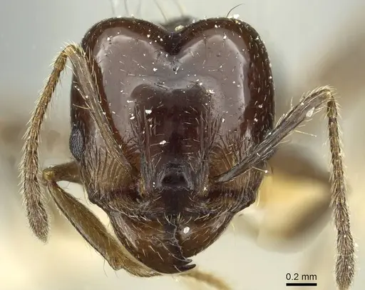 Pheidole nitidula specimen CASENT0913362 image casent0913362_2