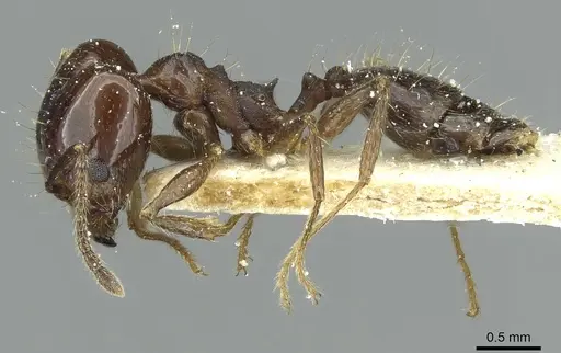 Pheidole nitidula specimen CASENT0913362 image casent0913362_3