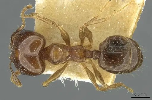 Pheidole nitidula specimen CASENT0913363 image casent0913363_1