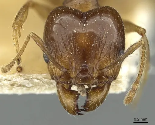 Pheidole nitidula specimen CASENT0913363 image casent0913363_2