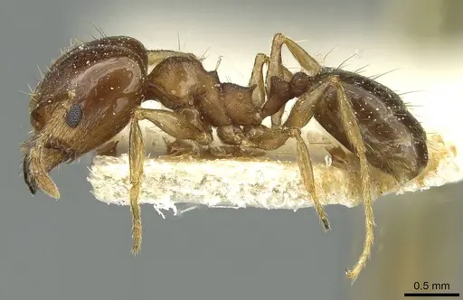 Pheidole nitidula specimen CASENT0913363 image casent0913363_3
