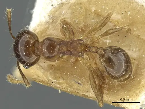Pheidole nitidula specimen CASENT0913364 image casent0913364_1