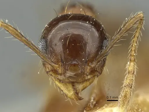 Pheidole nitidula specimen CASENT0913364 image casent0913364_2
