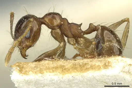 Pheidole nitidula specimen CASENT0913364 image casent0913364_3