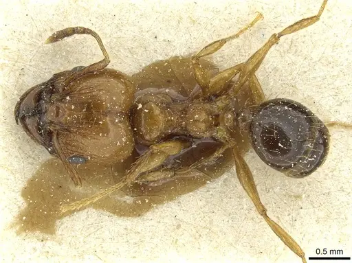 Pheidole nitidula specimen CASENT0913365 image casent0913365_1