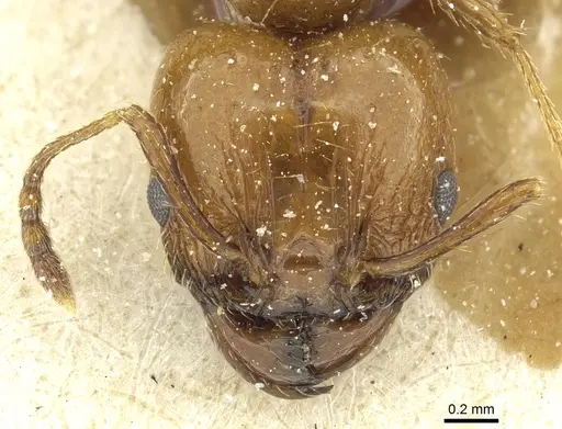 Pheidole nitidula specimen CASENT0913365 image casent0913365_2