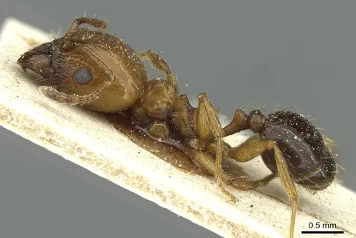 Pheidole nitidula specimen CASENT0913365 image casent0913365_3