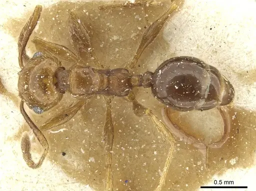 Pheidole nitidula specimen CASENT0913366 image casent0913366_1