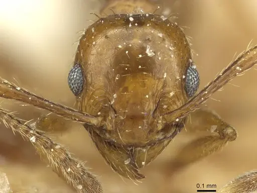 Pheidole nitidula specimen CASENT0913366 image casent0913366_2