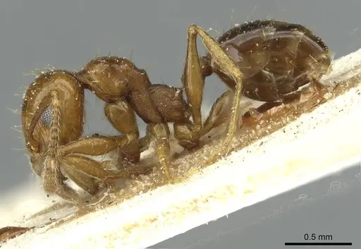 Pheidole nitidula specimen CASENT0913366 image casent0913366_3