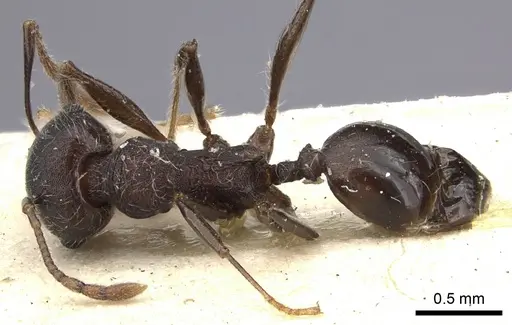 Pheidole njassae specimen CASENT0249063 image casent0249063_1