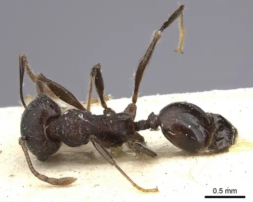 Pheidole njassae specimen CASENT0249063 image casent0249063_2