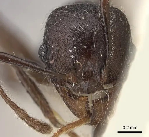 Pheidole njassae specimen CASENT0249063 image casent0249063_3