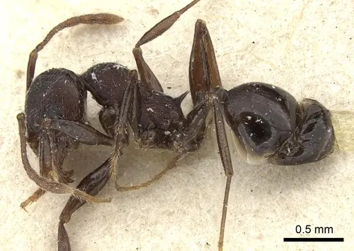 Pheidole njassae specimen CASENT0249063 image casent0249063_4