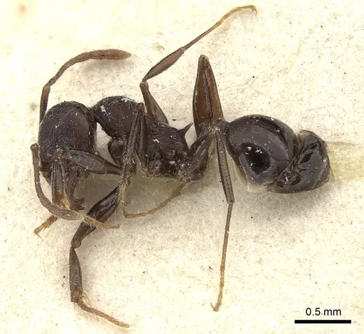 Pheidole njassae specimen CASENT0249063 image casent0249063_5