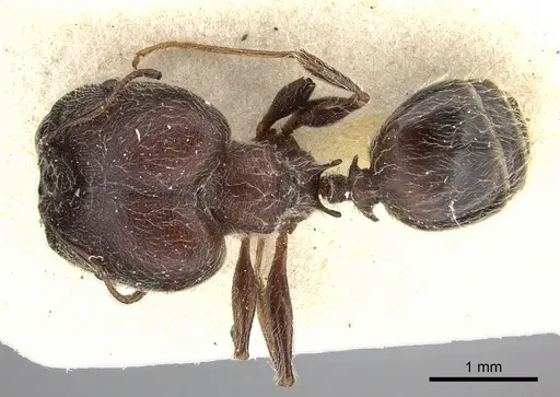 Pheidole njassae specimen CASENT0249064 image casent0249064_1
