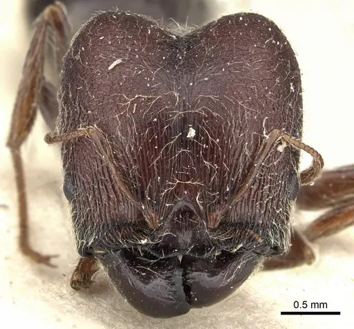 Pheidole njassae specimen CASENT0249064 image casent0249064_2