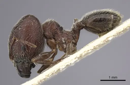 Pheidole njassae specimen CASENT0249064 image casent0249064_3
