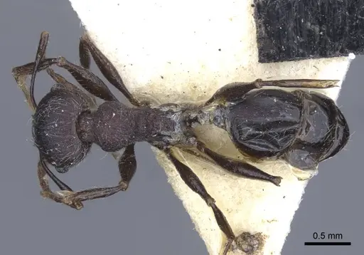 Pheidole njassae specimen CASENT0916951 image casent0916951_1