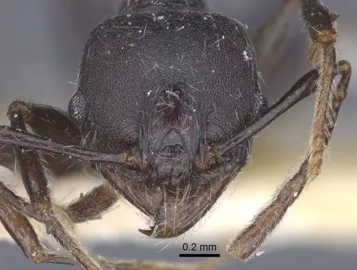 Pheidole njassae specimen CASENT0916951 image casent0916951_2