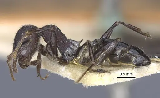 Pheidole njassae specimen CASENT0916951 image casent0916951_3