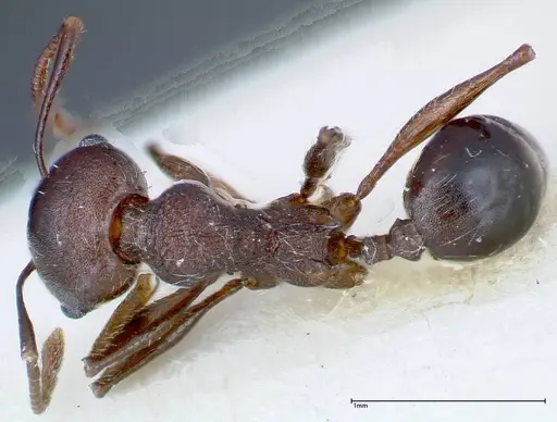 Pheidole njassae specimen FOCOL0247 image focol0247_1