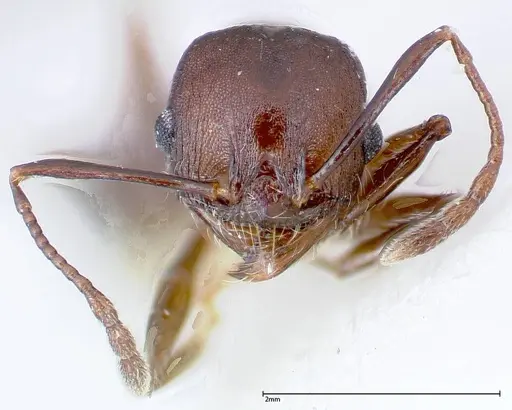 Pheidole njassae specimen FOCOL0247 image focol0247_2