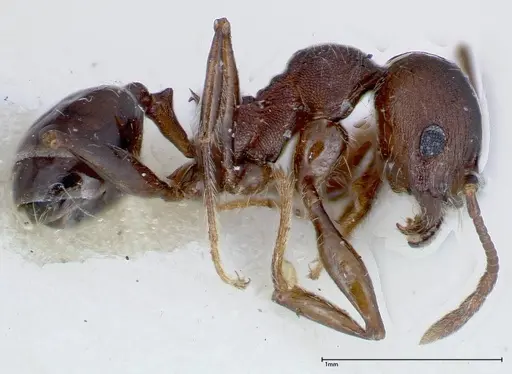 Pheidole njassae specimen FOCOL0247 image focol0247_3