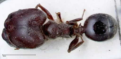 Pheidole njassae specimen FOCOL0248 image focol0248_1