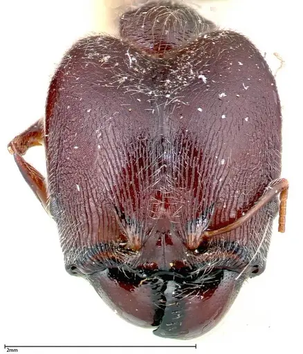 Pheidole njassae specimen FOCOL0248 image focol0248_2