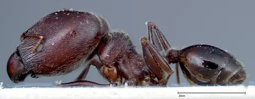 Pheidole njassae specimen FOCOL0248 image focol0248_3