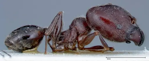 Pheidole njassae specimen FOCOL0248 image focol0248_4