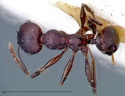 Pheidole njassae specimen FOCOL0249 image focol0249_1