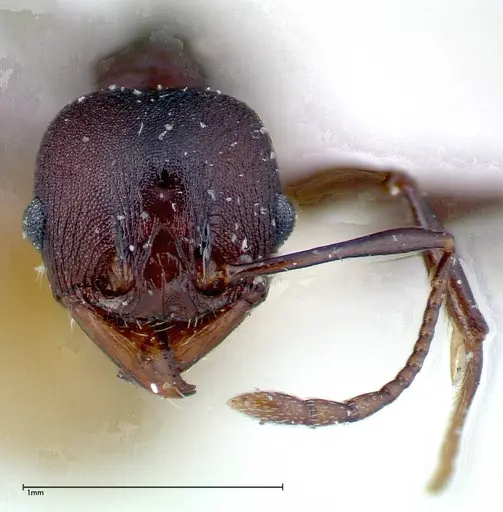 Pheidole njassae specimen FOCOL0249 image focol0249_2