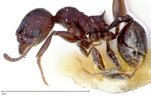 Pheidole njassae specimen FOCOL0249 image focol0249_3