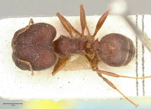 Pheidole njassae specimen FOCOL0505 image focol0505_1