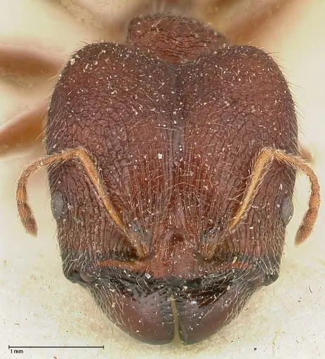 Pheidole njassae specimen FOCOL0505 image focol0505_2