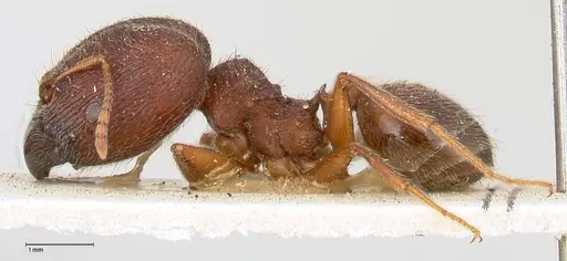 Pheidole njassae specimen FOCOL0505 image focol0505_3