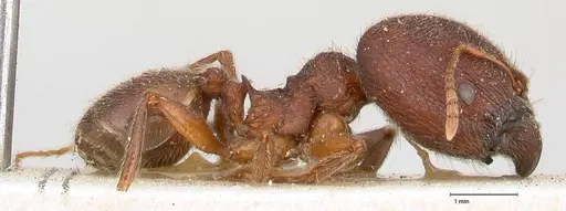 Pheidole njassae specimen FOCOL0505 image focol0505_4
