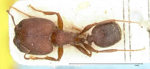Pheidole njassae specimen FOCOL0506 image focol0506_1