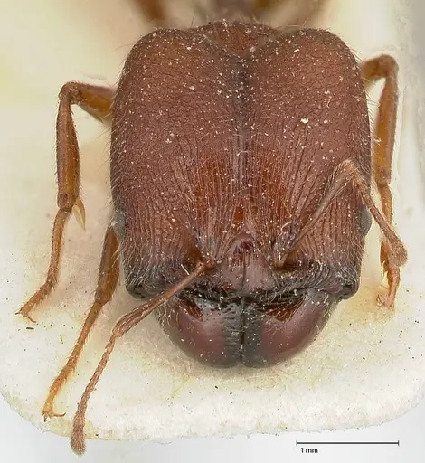Pheidole njassae specimen FOCOL0506 image focol0506_2