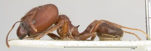 Pheidole njassae specimen FOCOL0506 image focol0506_3