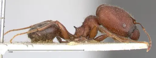 Pheidole njassae specimen FOCOL0506 image focol0506_4